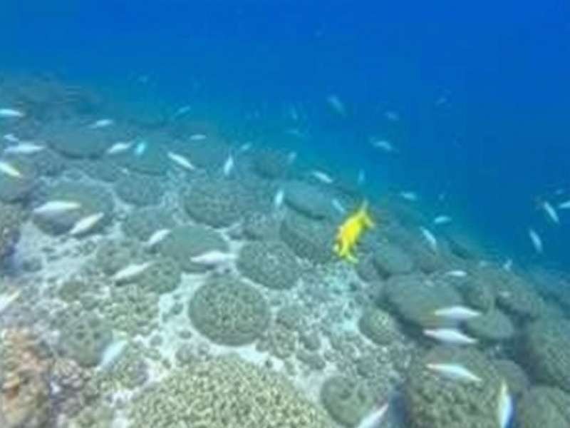 Indian Cultural Adaptations in Gameplay Reef Revivers IN Localization Features for India